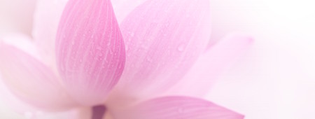Closeup on lotus petal